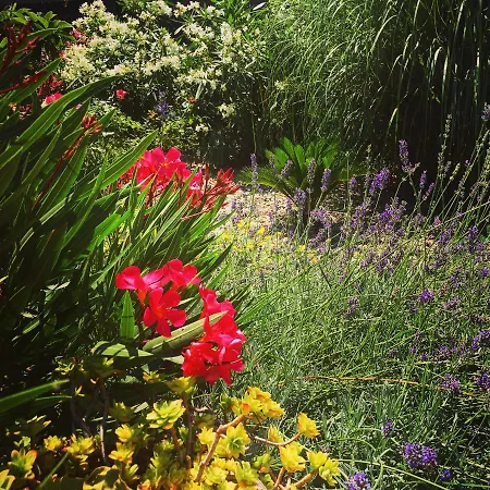 Vice בית הארחה