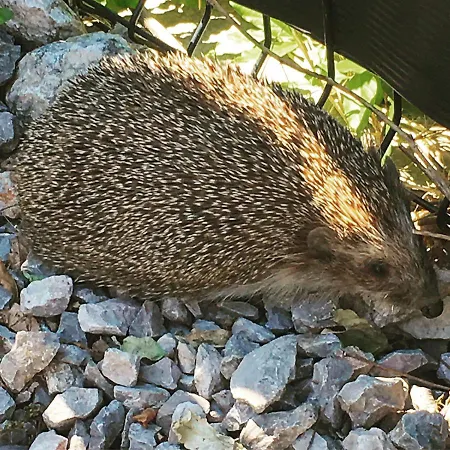 Vice בית הארחה ספליט