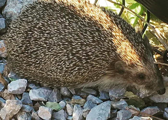 Vice Πανσιόν Σπλιτ